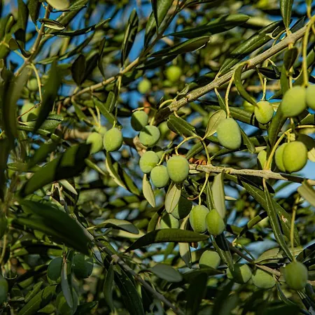 Opg Meri Vakantiehuis *