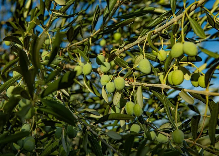 Opg Meri Casa vacanze *